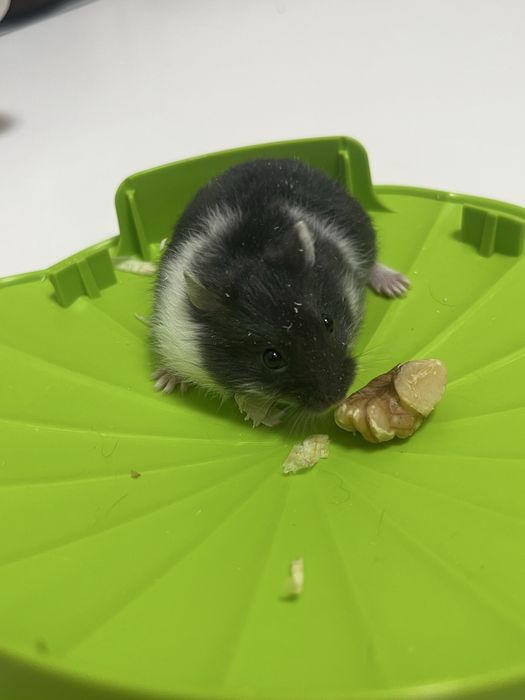 Vand pui de hamster pitic 35 lei bucata