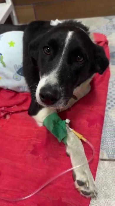 В поиске любящей семьи