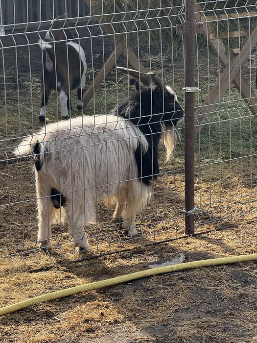 Vând Capre ș Țap Pitic (Pygmy)