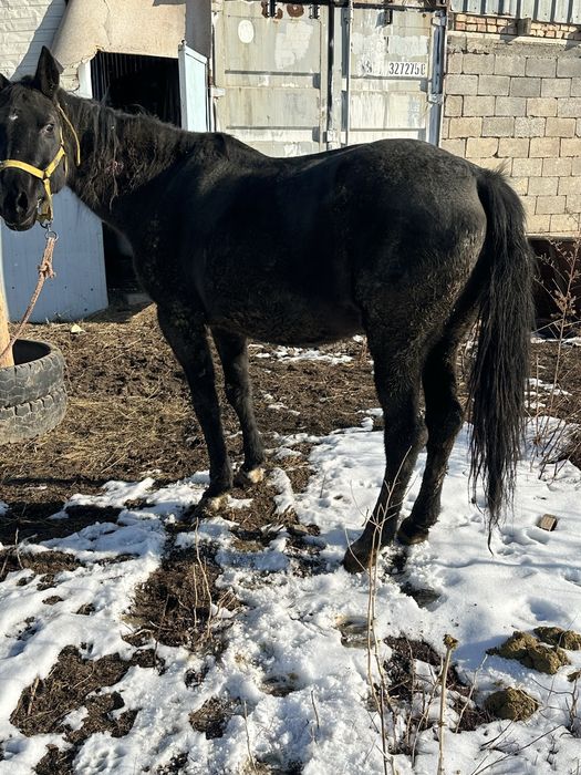 Семиз бие кобвла откорм