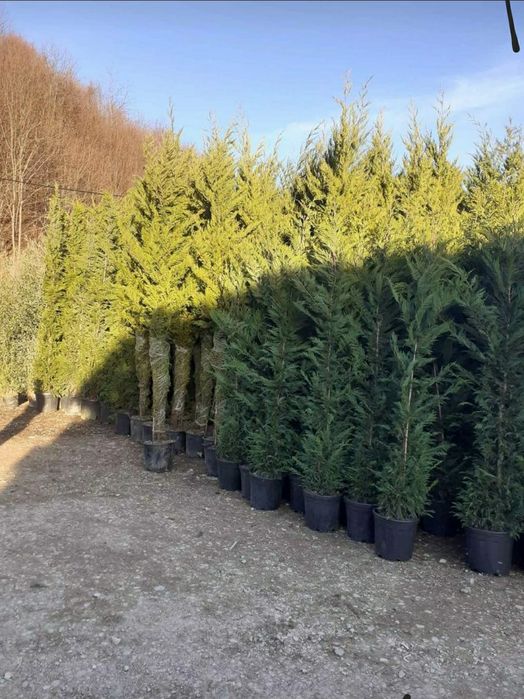 Leylandii chipaross între  1 & 3,50 H