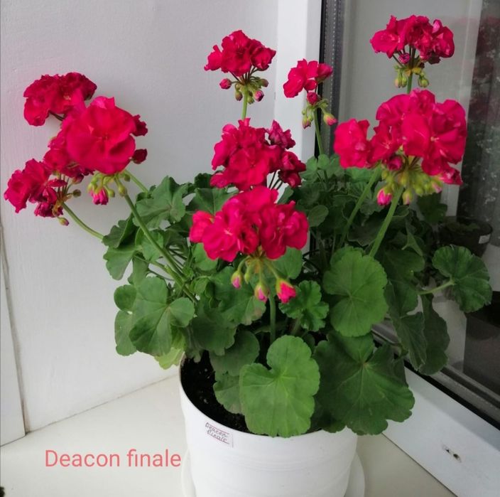 Герань сортовая Пеларгония