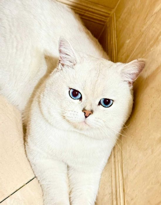 Котята британские шиншиллы
