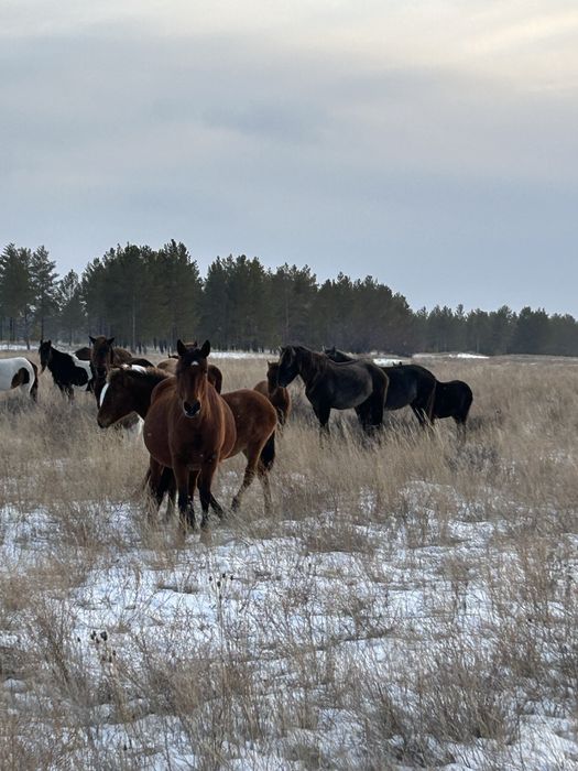 Косяк лошадей