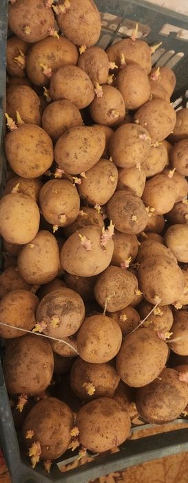 Продам семейной картофель