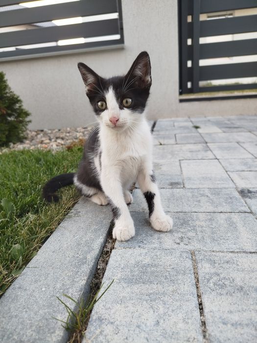 Donez pui / motan iubitor și cuminte