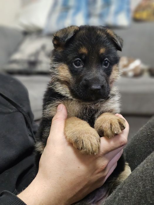 Немецкая овчарка щенки КНОРК