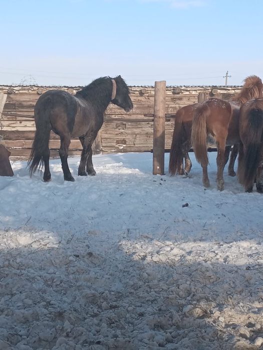 БАЙТАЛ сатылады!