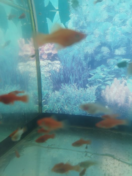 Меченосецы подмостки