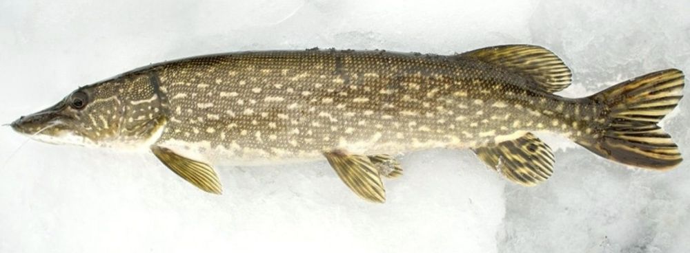 Щука мороженная тургайская рыба