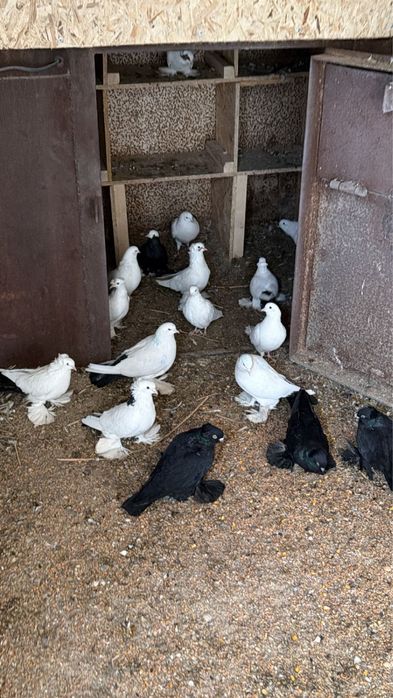 Срочно продаются голуби