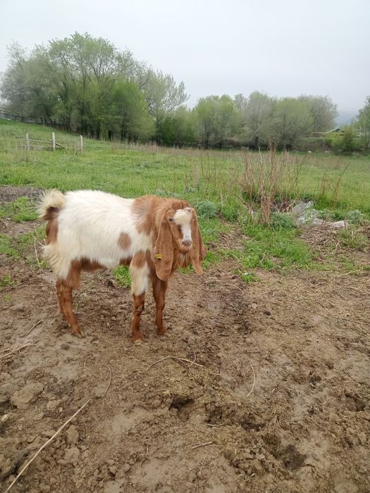 Продам Козлика камори