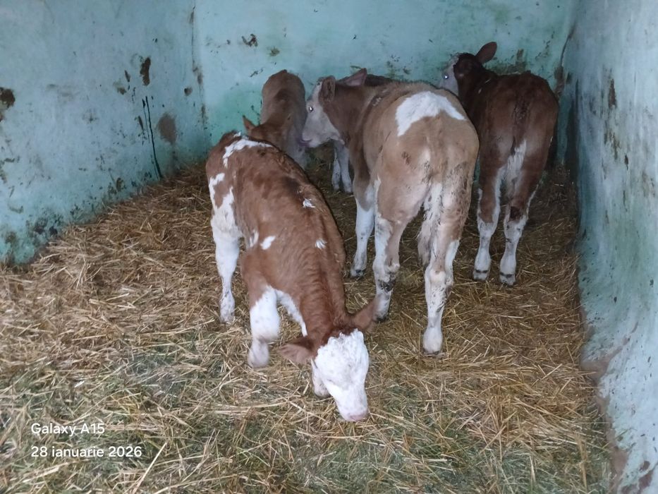 Vand 5  vitei baltat  romanesc