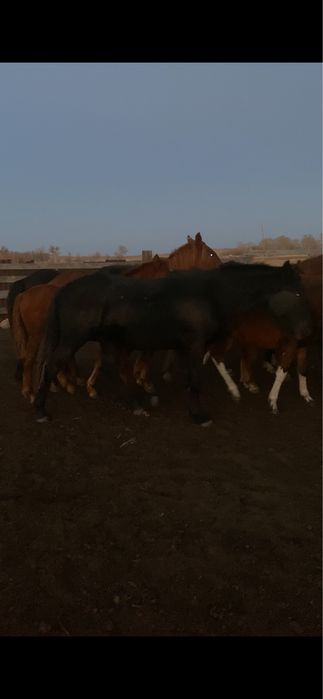 Полутяж тайлар сатамын
