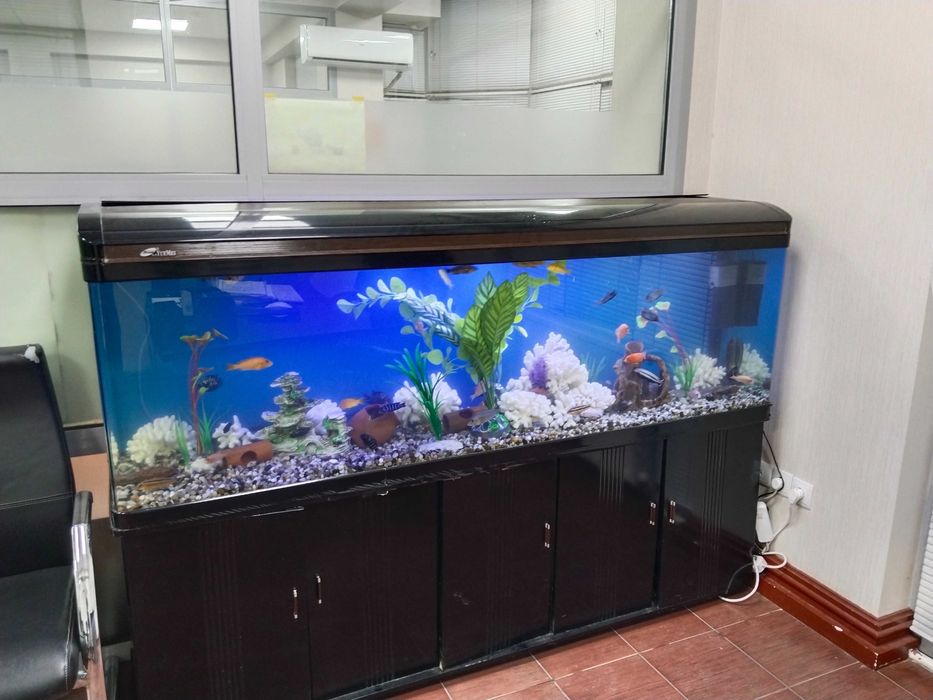 Профессиональная чистка аквариума Aqua life