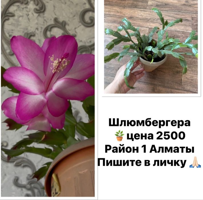 Продам Бегонии вечноцветущие