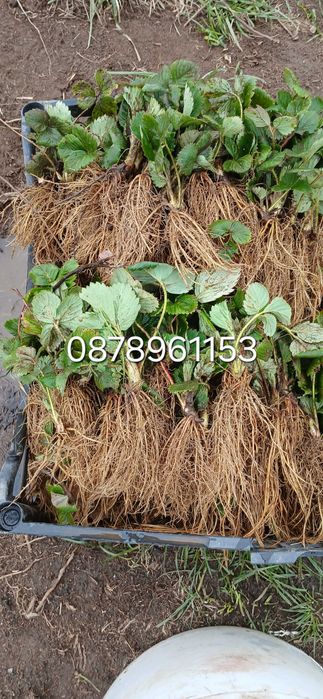 Целогодишни  Разсад ягоди и малини