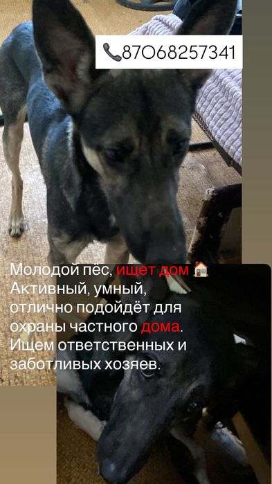 Собака кабель, срочно ищет дом