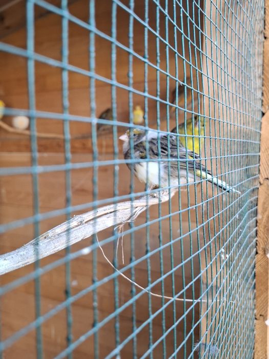 Canari de cântec