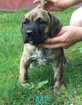 Pui Presa Canario Giurgiu cu acte Canisa Dogo Giurgiu