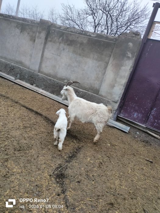 Ешкі сауынды ешки