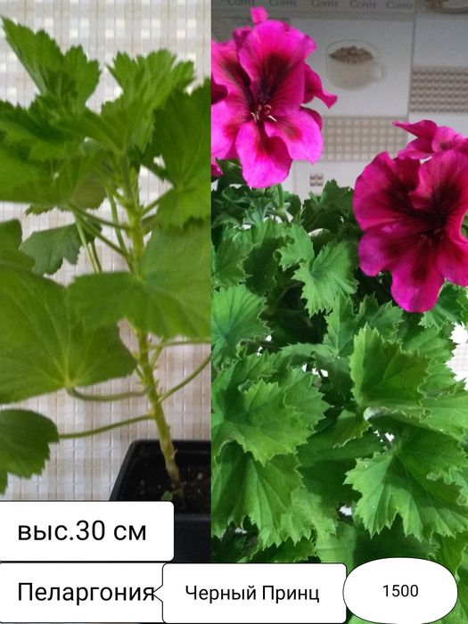 Продам Пеларгонии