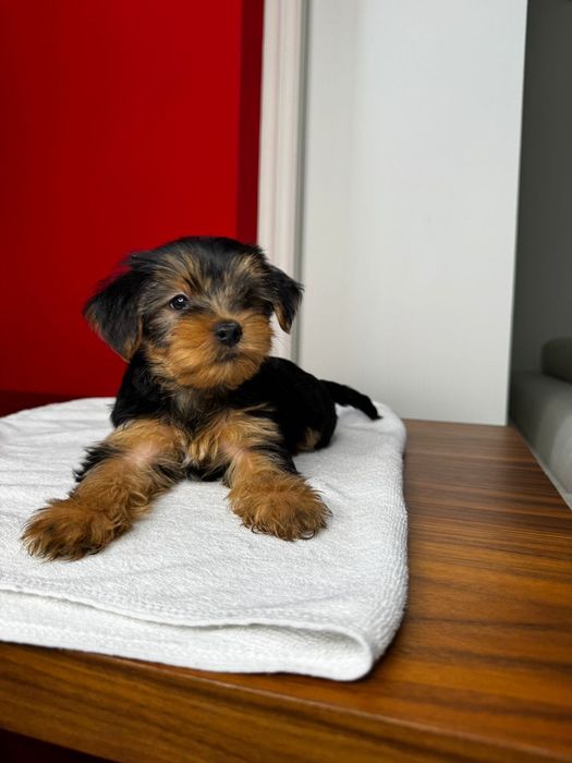 Щенки Йоркширский терьер