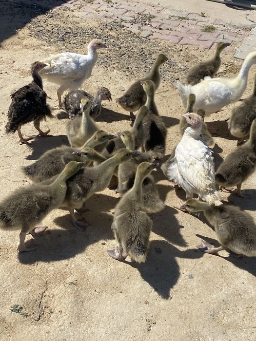 Крупно-серые Гусята 3недельные продам