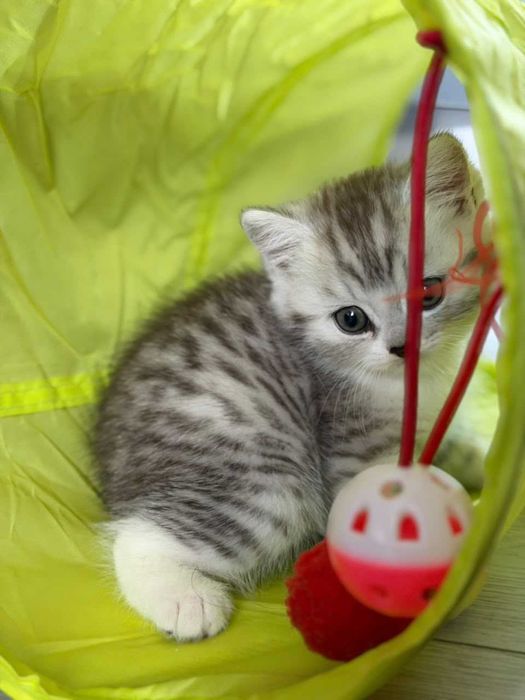 Белоснежный британский котёнок мальчик