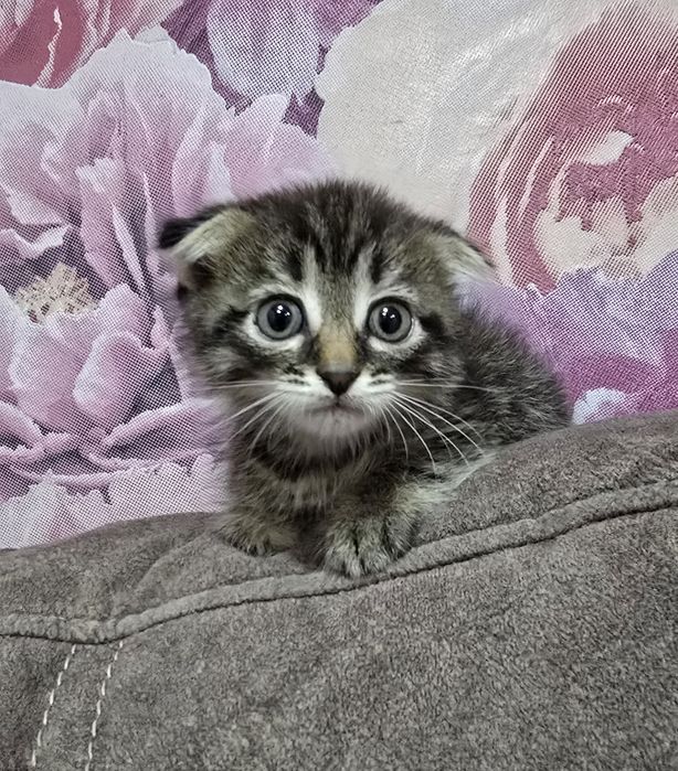 Шотландец.мальчик.