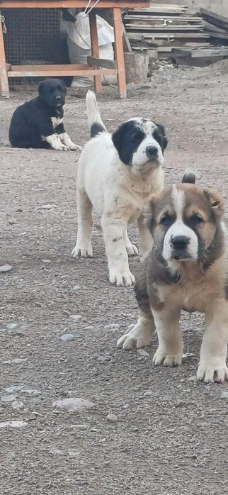 Продаются шенки алабая