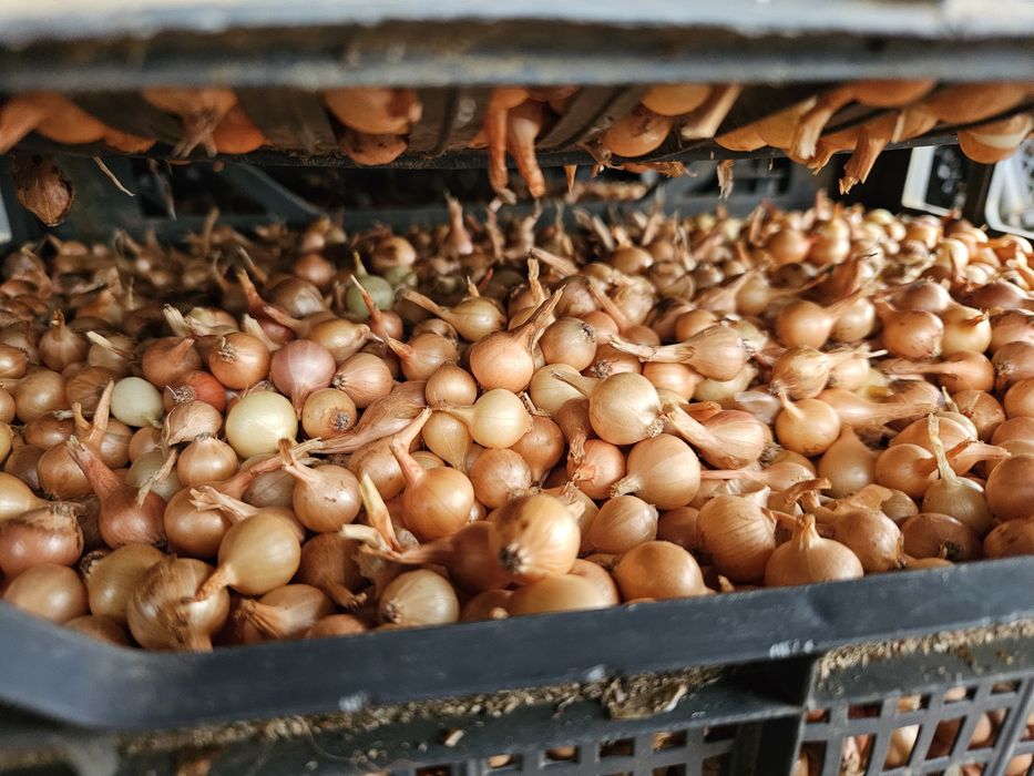 Арпаджик /ситен/среден/едър