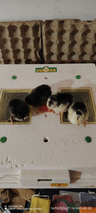 Суточные цыплята гиганты на апрель месяц