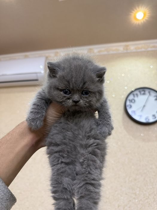 британская кошка, British shorthair