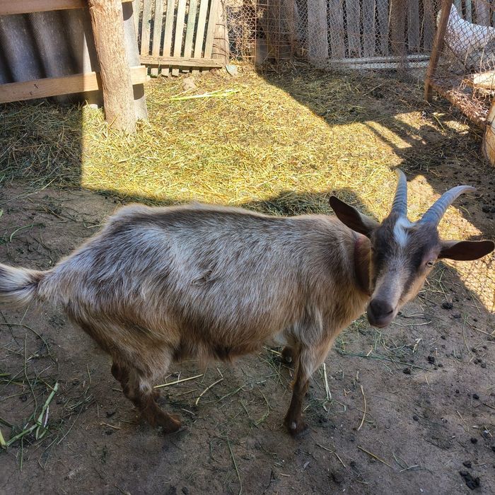 Două Capre Sanen