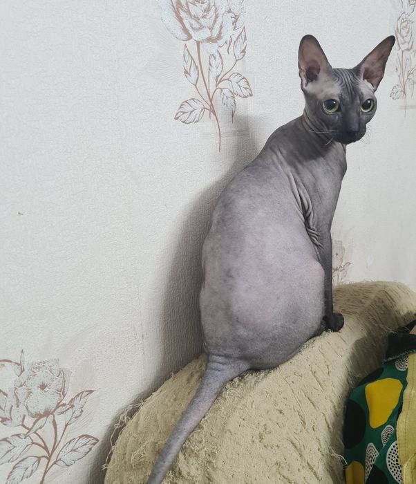 Котята Донской сфинкс