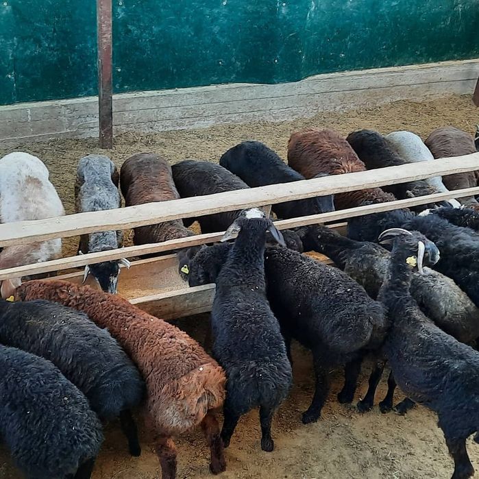 Кой токты тусак кошкар баран