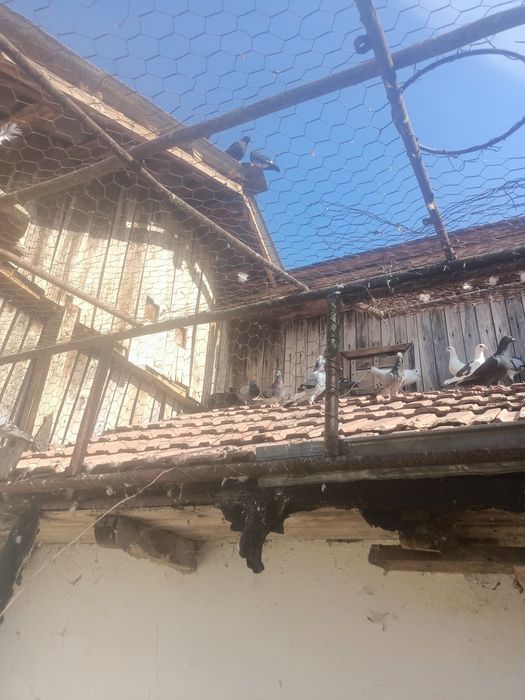 Porumbei voiajori, Culori diferite.