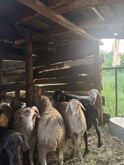 Продам домашних баран