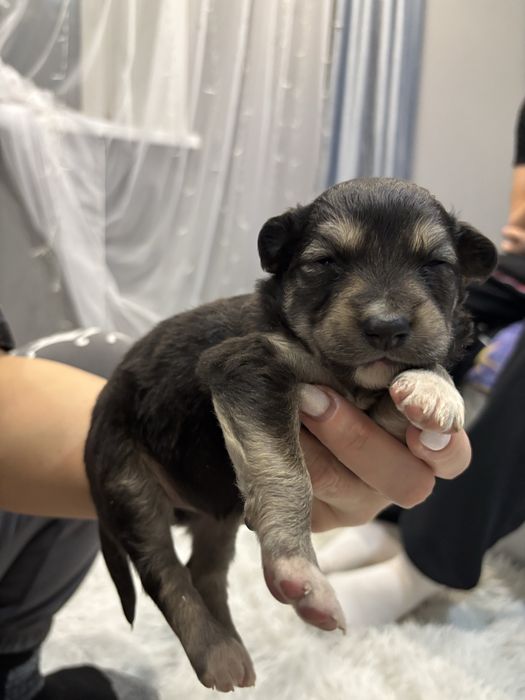 Отдаю щенков в добрые руки)