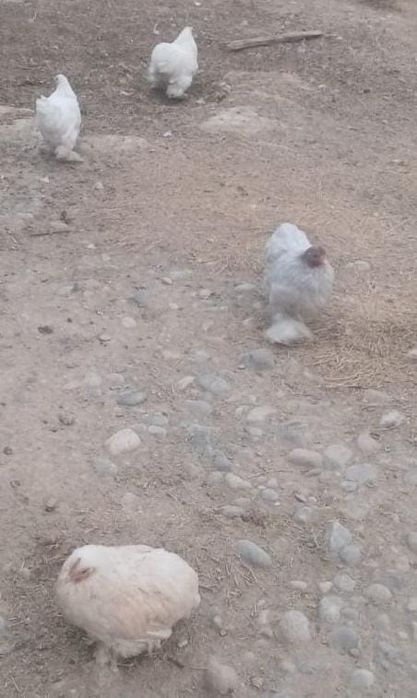 Карлик Кохинхин продается