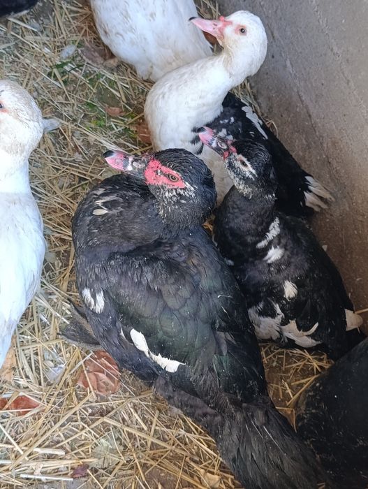 Продам индоуток ..