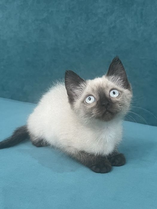 Продаю котёнка!!!