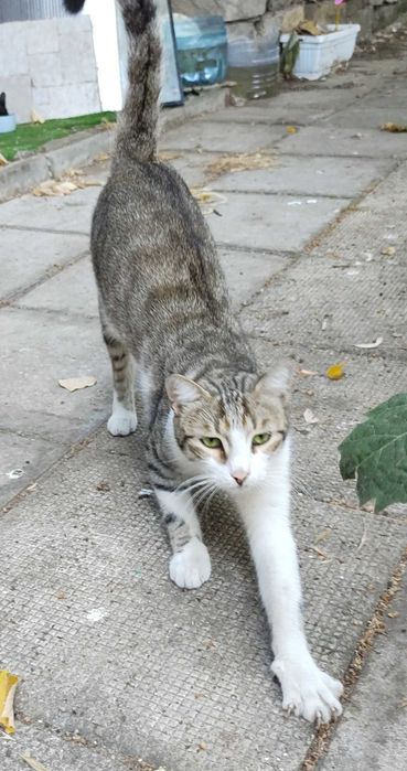 Котета на 1 годинка търсят дом/ 6 kitten looking for homes