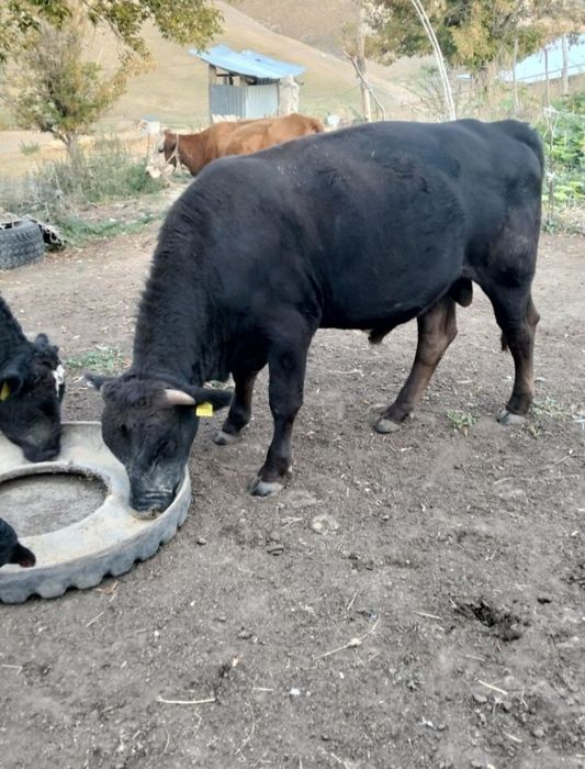 Откорм Бука Бык Продам