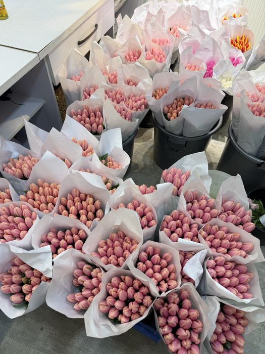 Lola Тюльпаны оптом