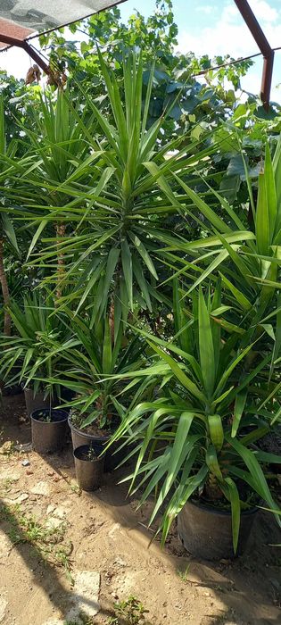 Plante yuca de vanzare