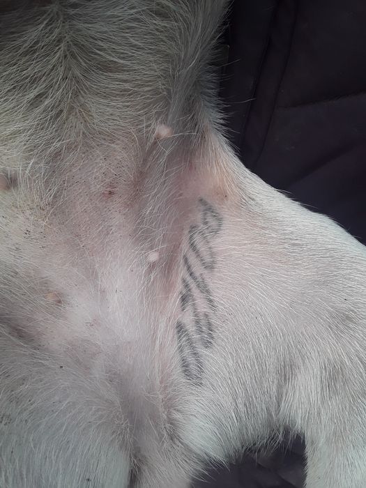 Ягдтерьер.фокстерьер.джек рассел.