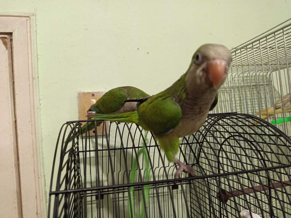 Монах-ръчно хранен