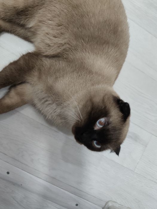 Продам котика 10 месяцев